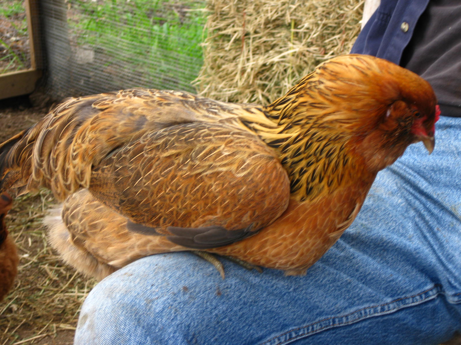 Americana Chicken Rooster