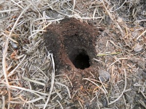 A Pocket Gopher Inside the Chicken Run - Raising Chickens The Hen Blog ...