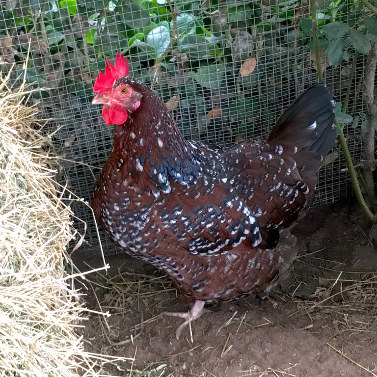 Adding New Hens Not Easy - Raising Chickens The Hen Blog The Hens ...